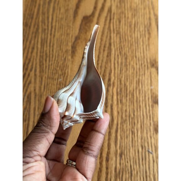 Pair Of Natural Ridged Seashells Sinistrofulgur perversum the lightning whelk - Picture 7 of 14